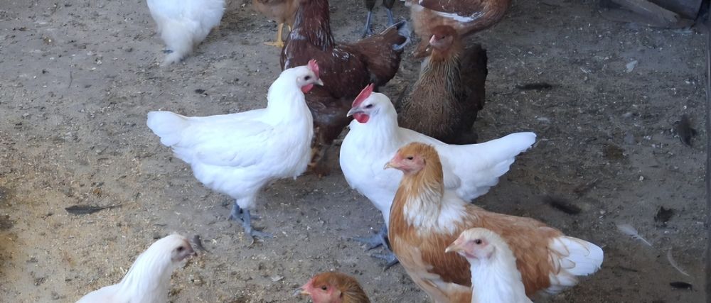 Vendo casais de La Bresse Gauloise
