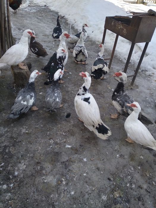 Продам качок мускустних індокачки