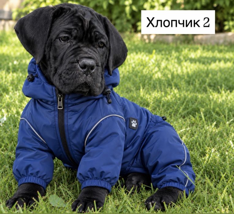 Відкрита продажа щенят-Cane corso