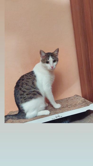 Отдам полосатого кота, 1,5 года, кастрирован