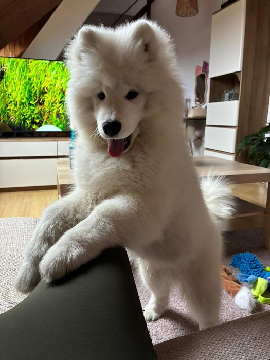 Piesek samoyed, szczeniak ZkwP