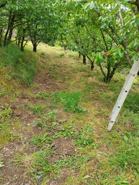 Vendo Pomar-terreno 5.800 m2