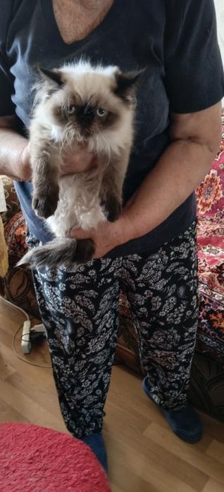 Персидський котенок девочка