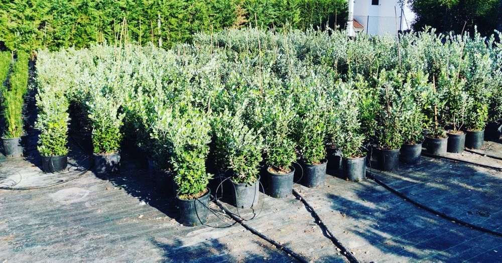 Metrosideros Excelsa - 80/100cm