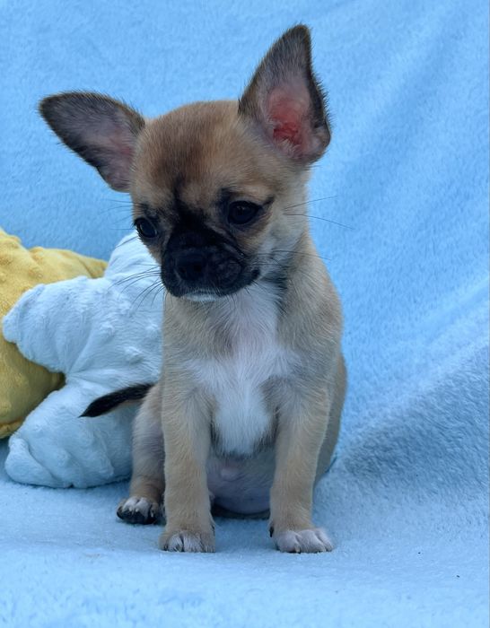 Chihuahua Macho disponivel