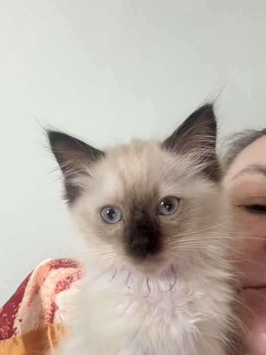 Kocurek Ragdoll seal point - gotowy do odbioru