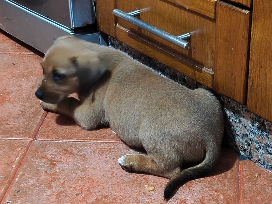 Cachorrinho macho