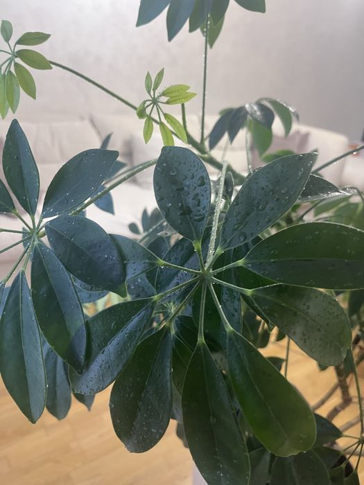 Шефлера кімнатна