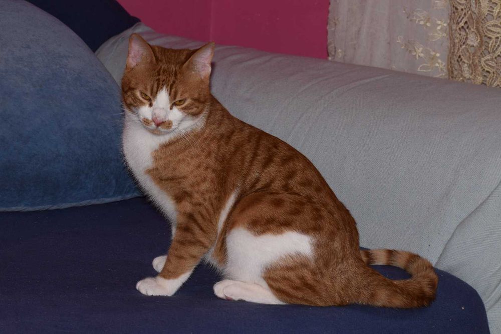 Лева кастрированный котик из Ирака