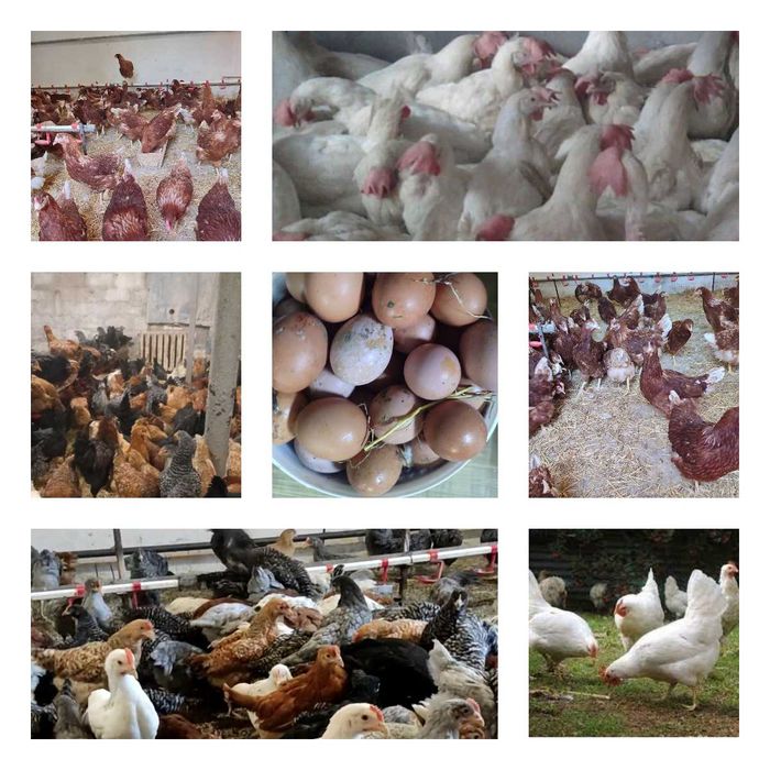 Продам кури несушки! Доставка безкоштовна. Монастирище!