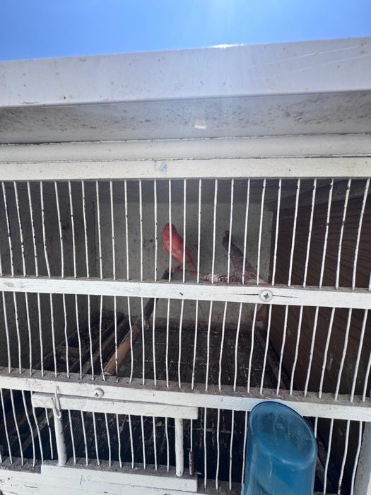 2 casais de canários vermelhos e 2 gaiolas