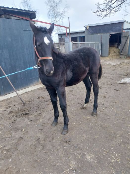 Klacz odsadek Śląska