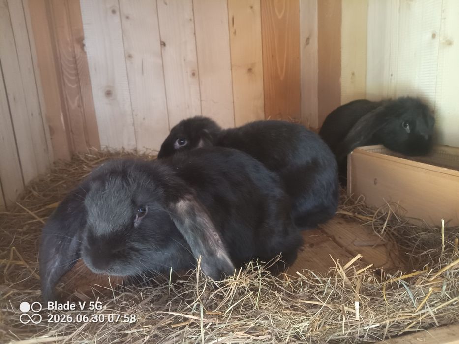 Oddam Króliki Baran francuski