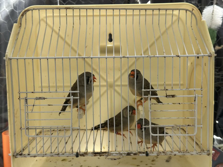 Mandarins de exposição