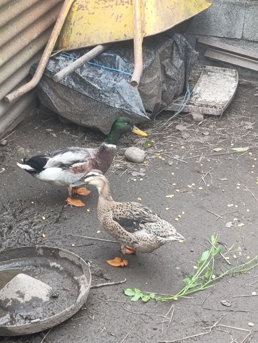 Vendo casal de patos real