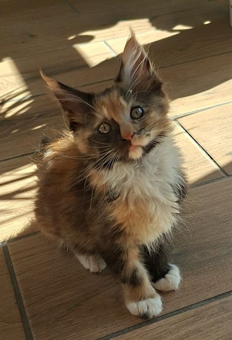 Kotka  maine coon.  Częstochowa