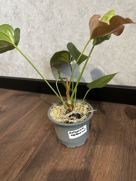 Антуріум, кімнатні рослини