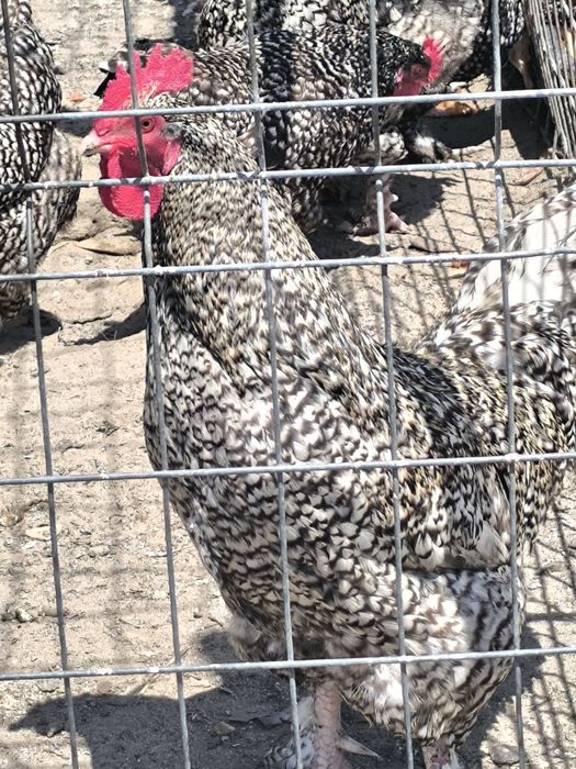 Galos malines boa genética