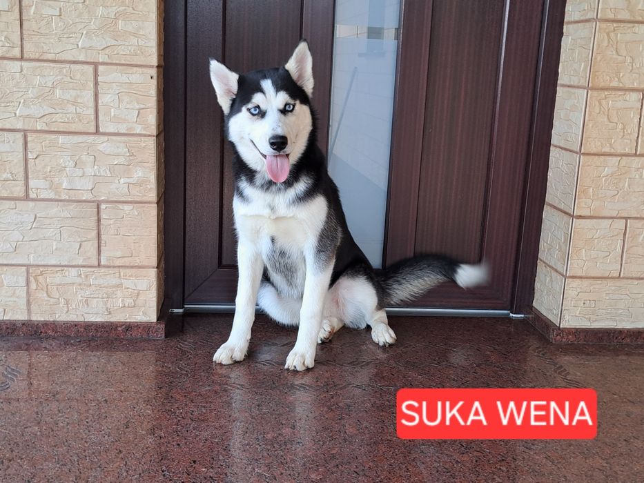 Husky Syberyjski