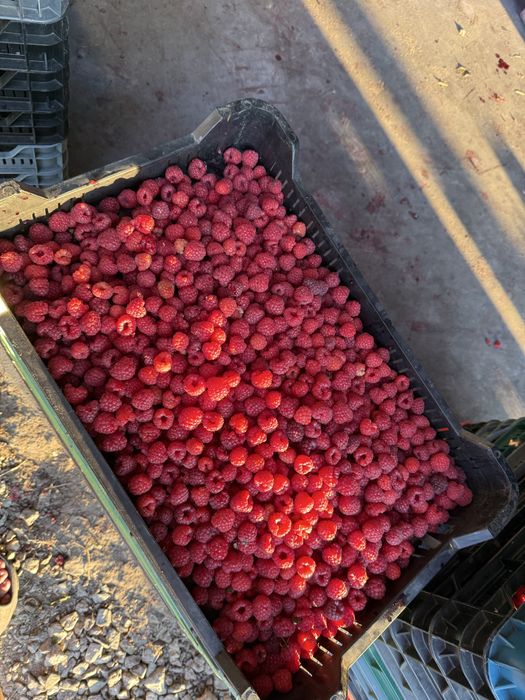 Sadzonki malin GLEN Ample