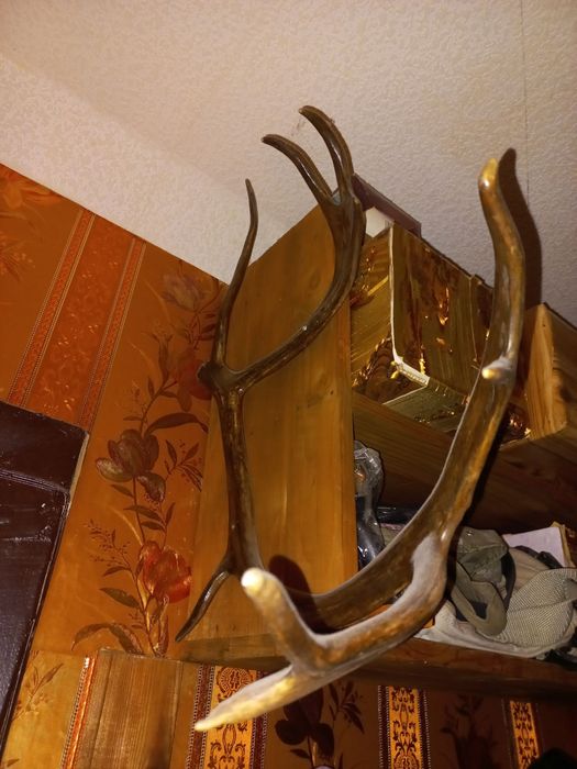 Чучело касули, совы, рога