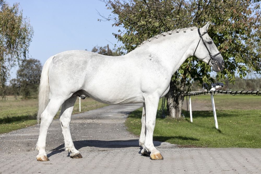 Ogier Śląski Master