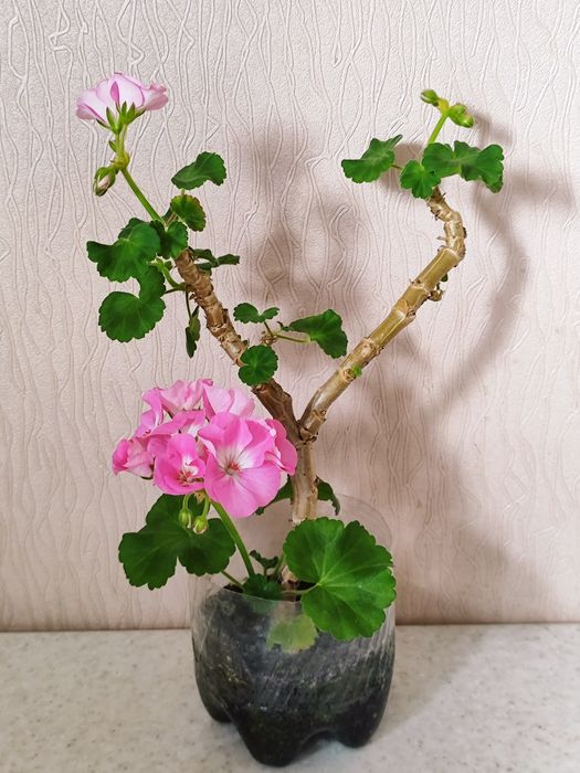 Пеларгонія-Бонсай Рожева Ніжна Сортова Герань