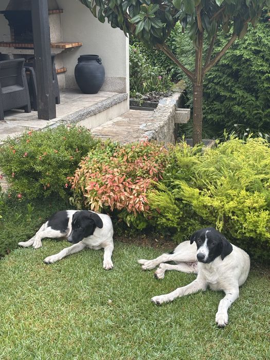 Cães de gado transmontano