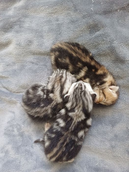 Мармурові шотландські коти