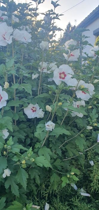 Hibiskus  bialy z gruntu