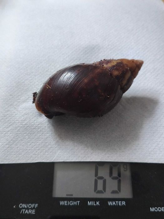 Ślimak afrykański Lissachatina (Achatina) fulica