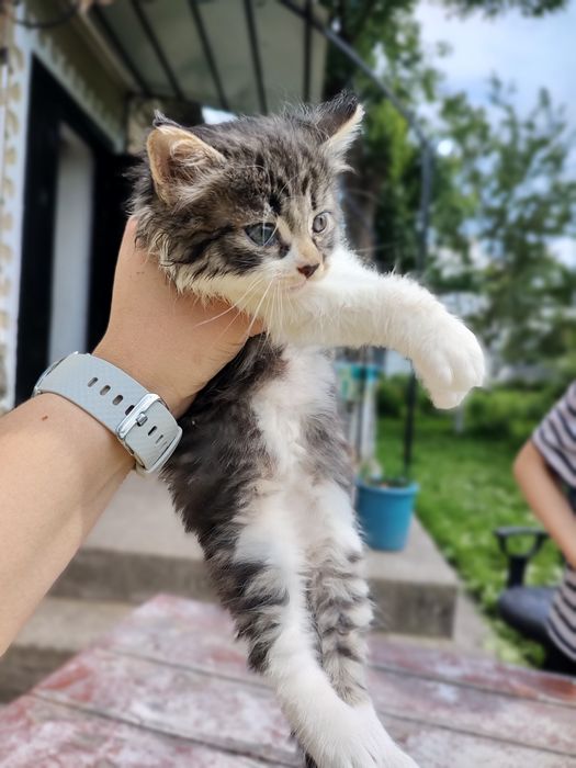 Сибірська кішка у добрі руки