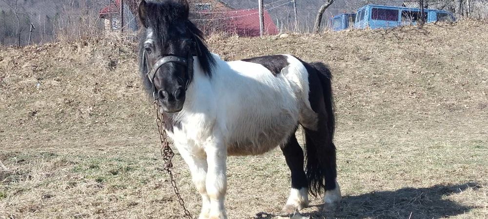 Поні 7 років жеребець