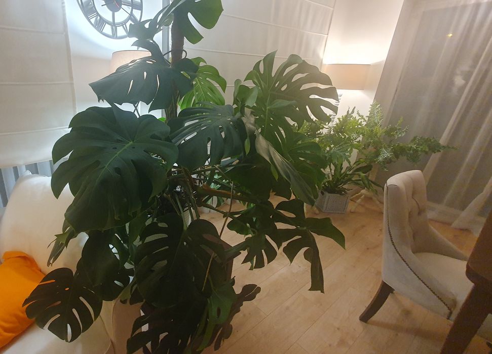 Monstera, przepiękna, zdrowa