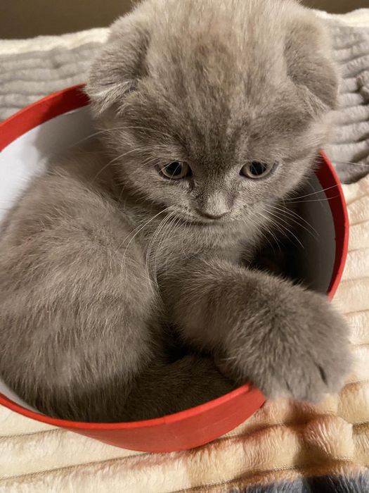 Шотландські кошенята 3500