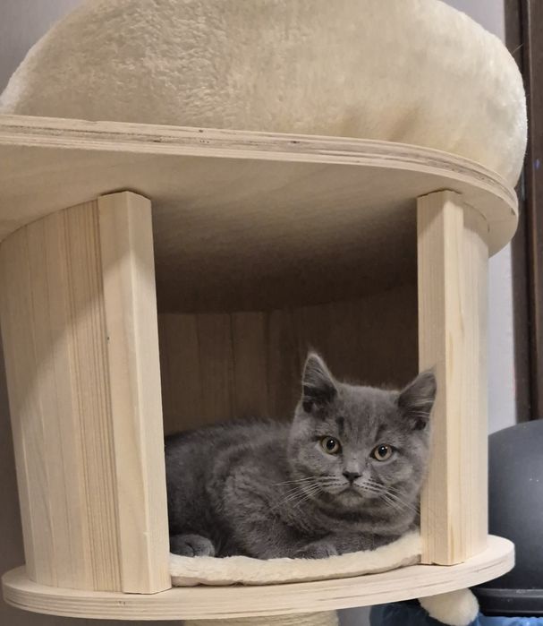 Kotla brytyjska niebieska krótkowłosa