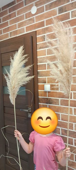 Trawa panpasowa kwiatostany