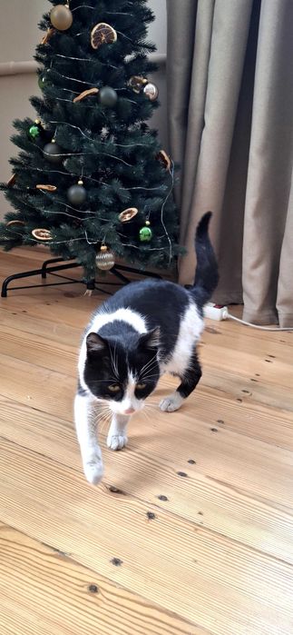 Кошеня у пошуках родини