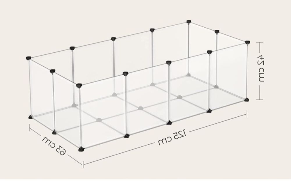 Świnka morska dlugowlosa