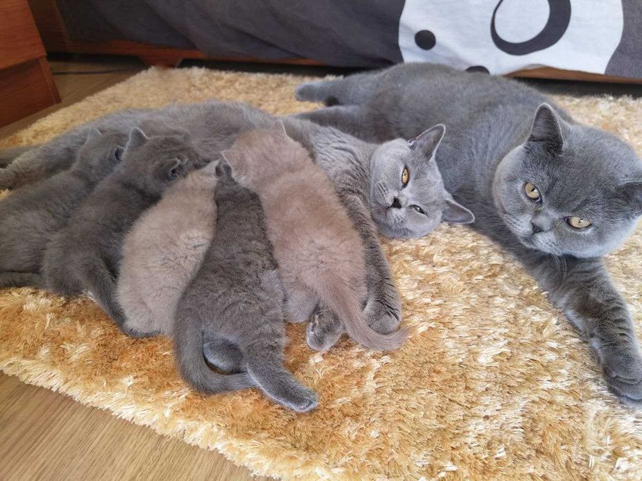 Gatinho disponível.