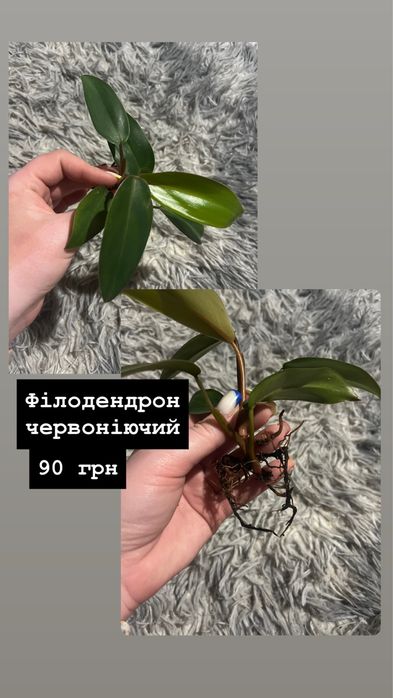 Кімнатні рослини