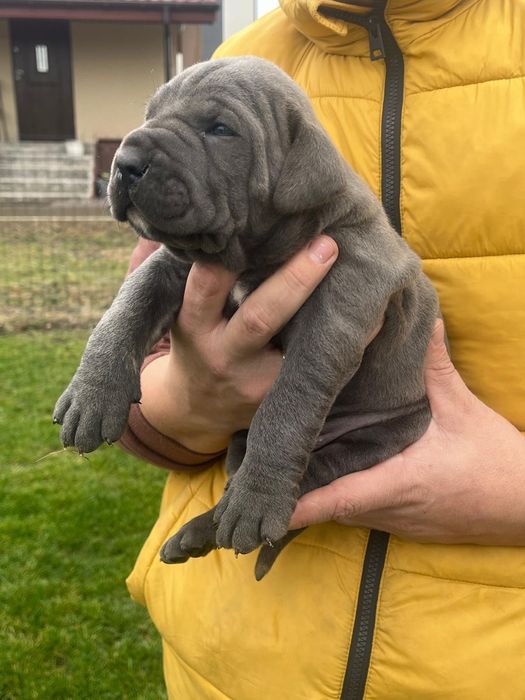 Cane Corso Mocny Pies