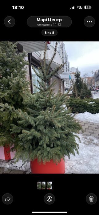 Ялинки під висадку