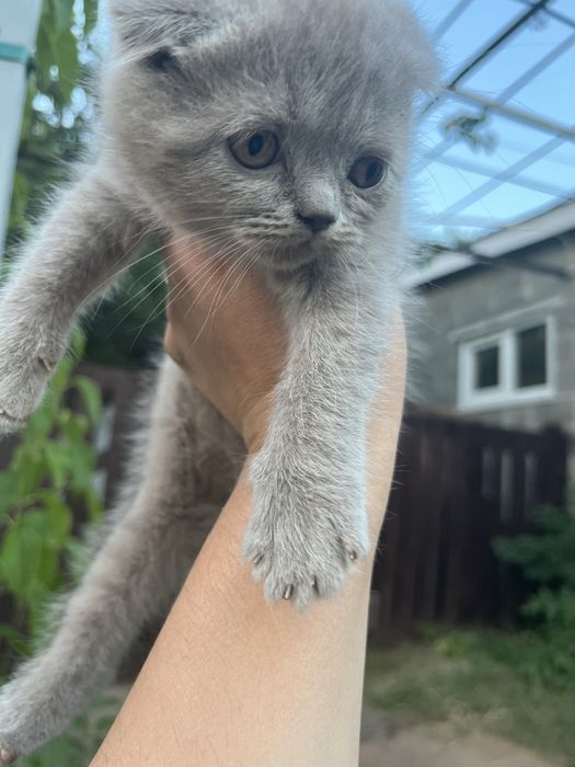 Британське кошеня дівчинка