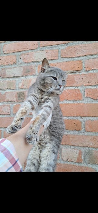 Котик безкоштовно Мала Виска