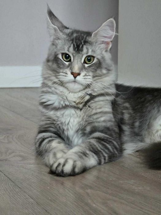 Jagna Kotka Maine Coon