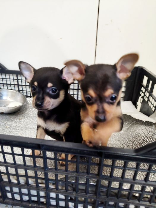 Той тер'єр собаки