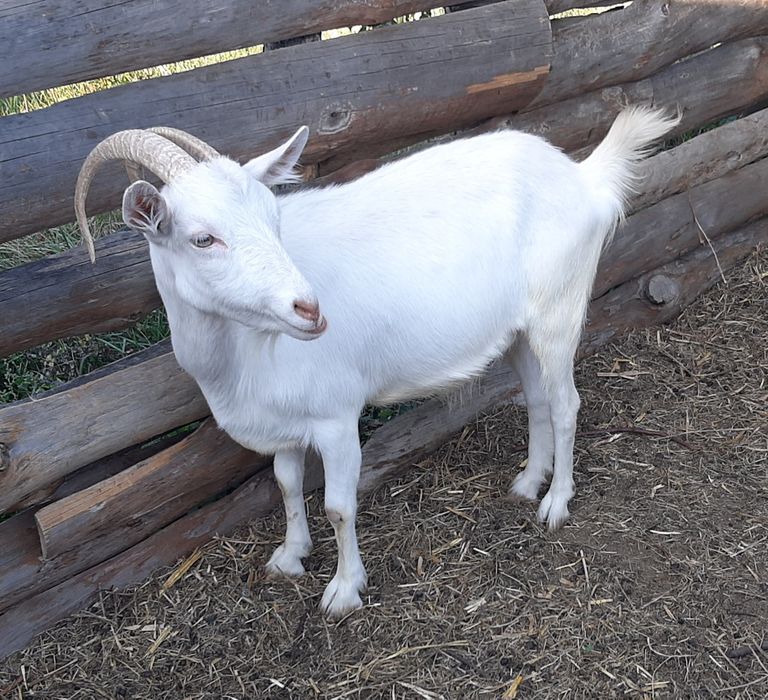 Заано-альпийские козы.