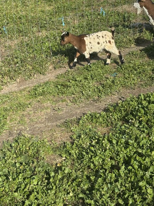 Cabritas anas  de quinta