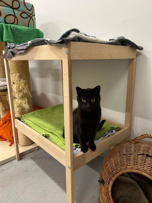 Kotka Lukrecja do adopcji